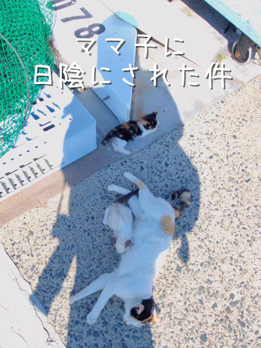@猫写真家 森永健一
