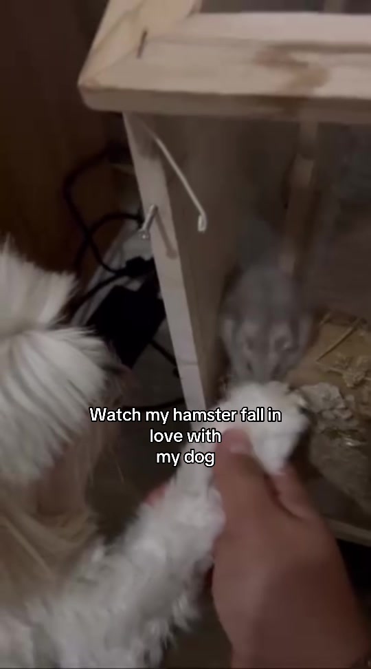@Bella &amp; Chitzi