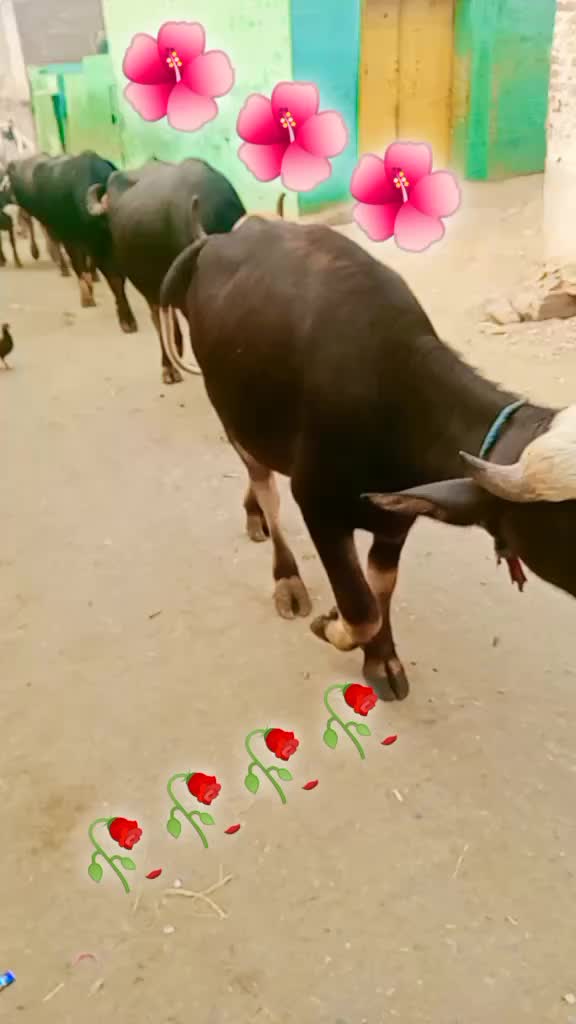 @Umarjan