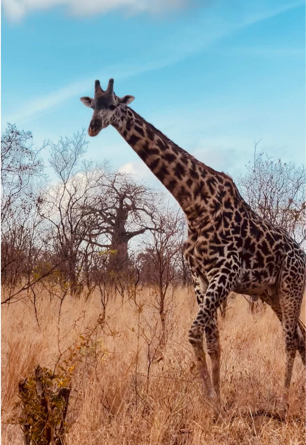 @Tanzania Safari Experience