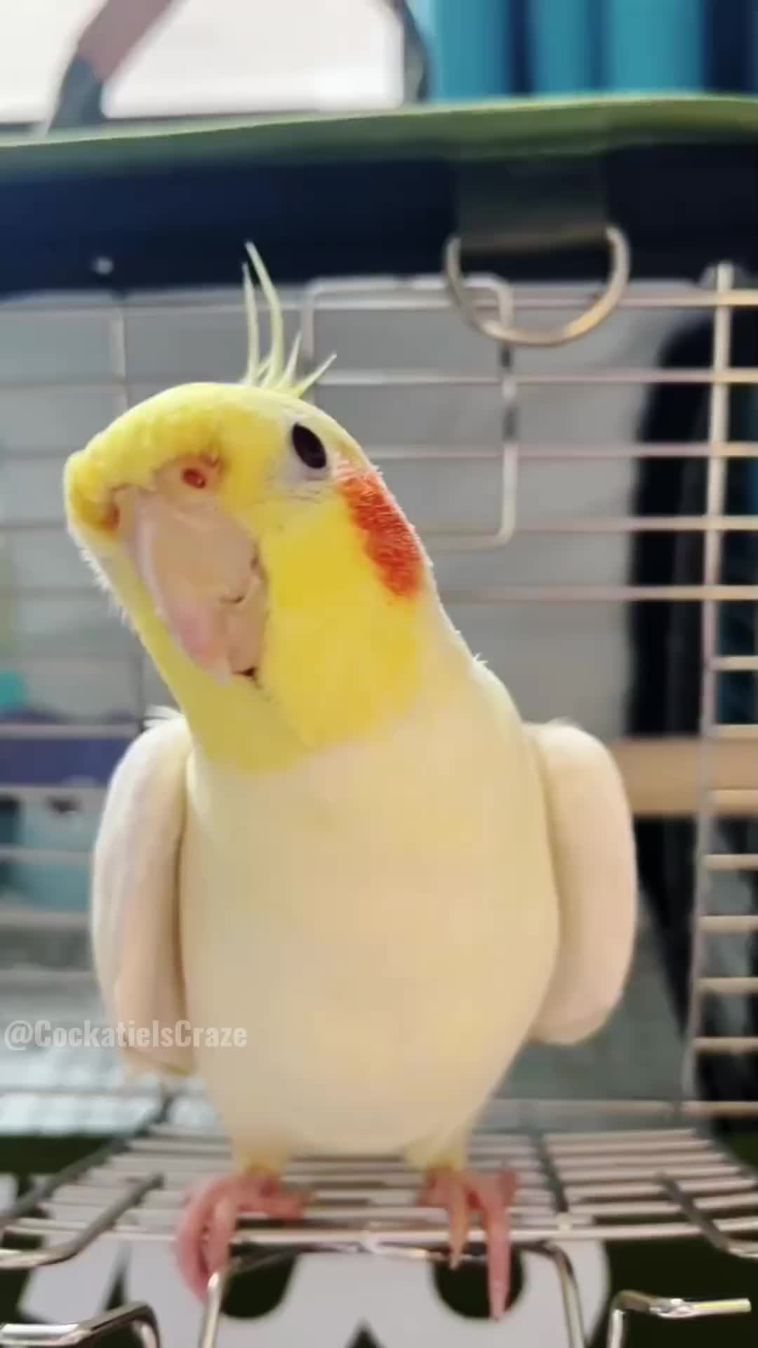 @Cockatiels Craze