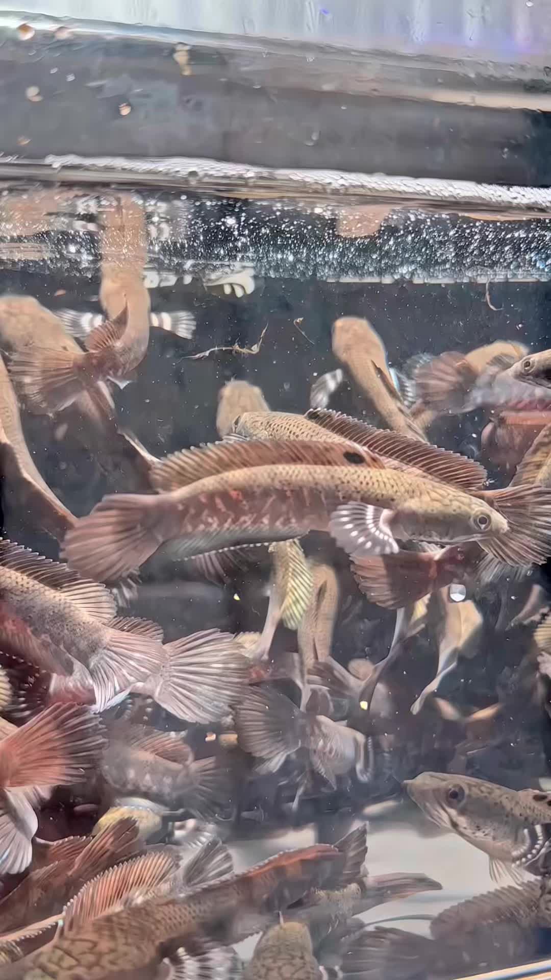 @BBS FISH