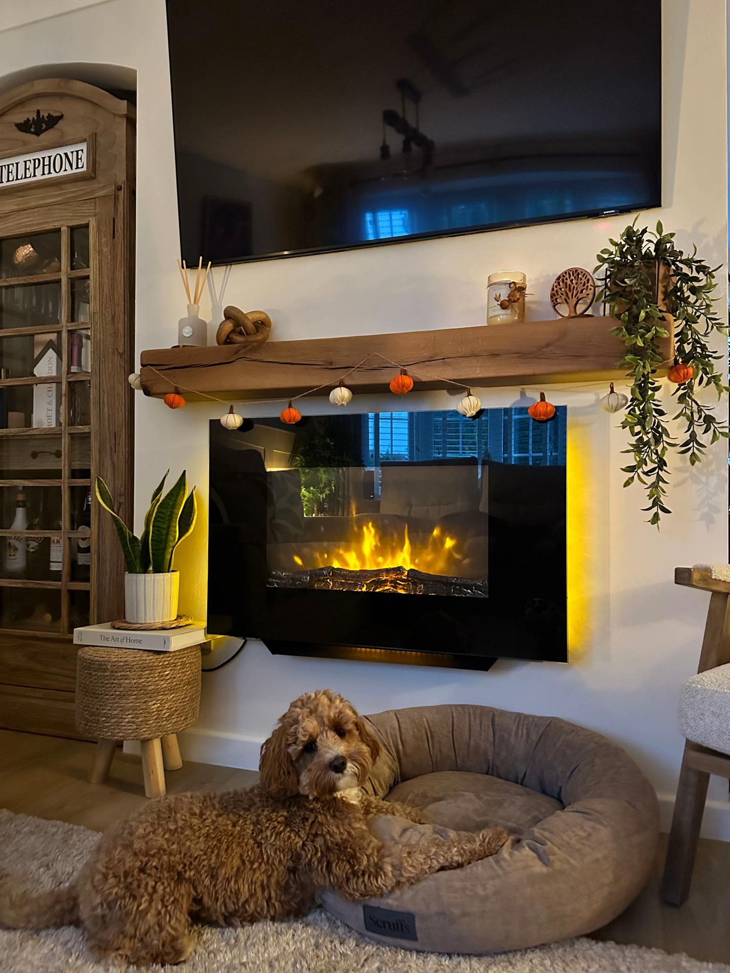 @Rosco & His Humans ๐พ๐ ๐ฉต