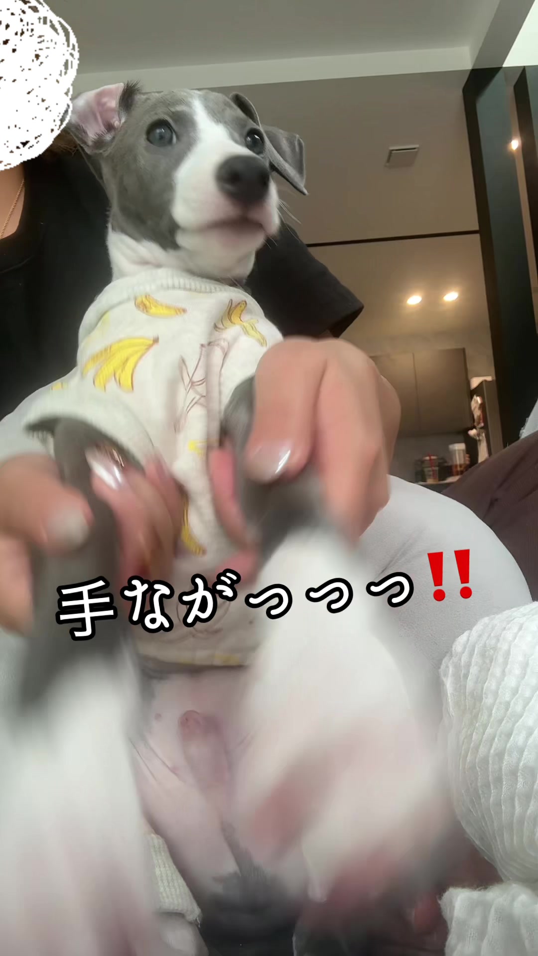 @バディーとジュニア