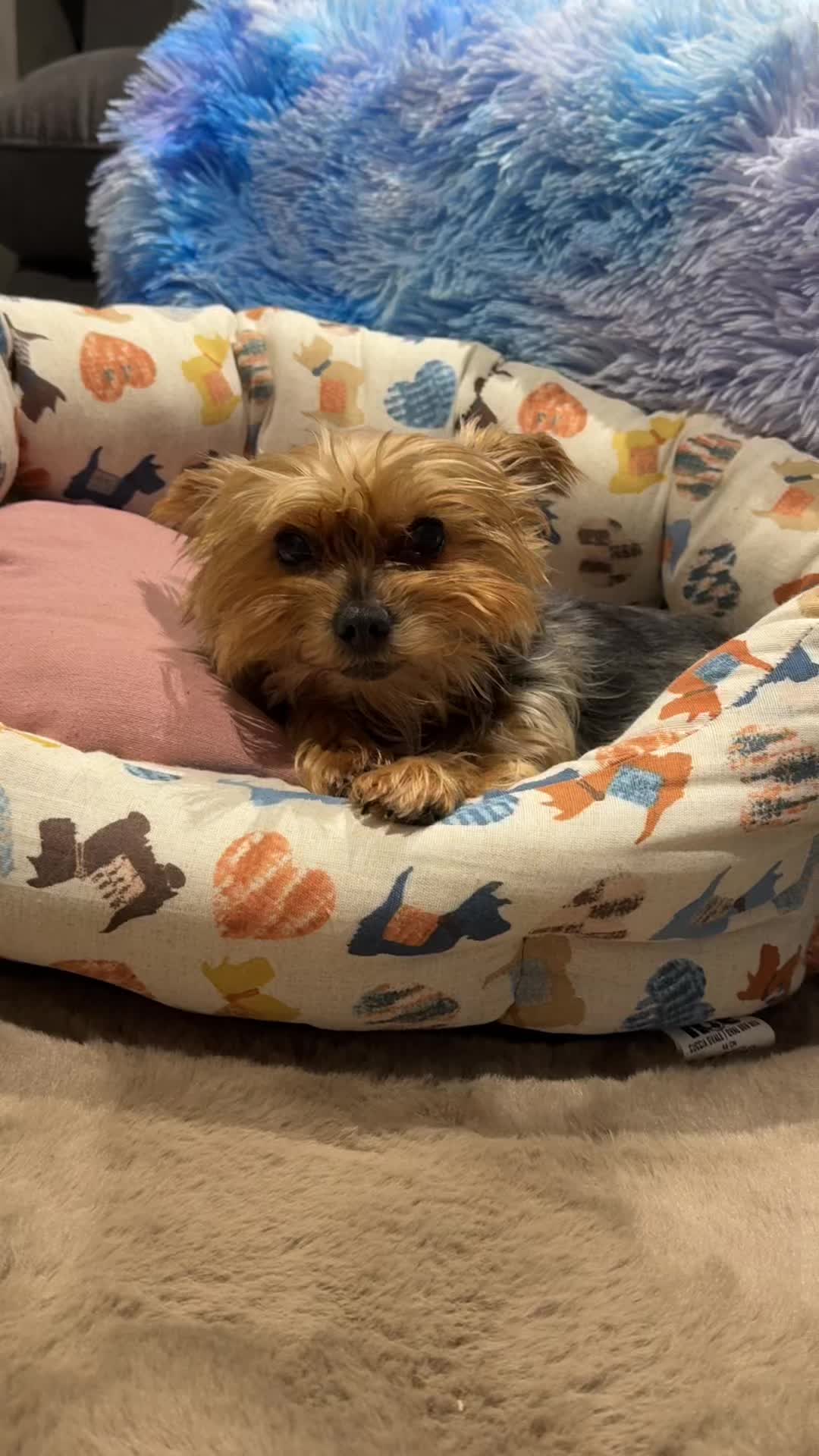 @🐶Bella&Mila🐶
