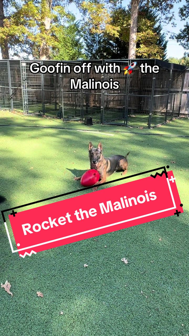 @DivineCanineDogTraining