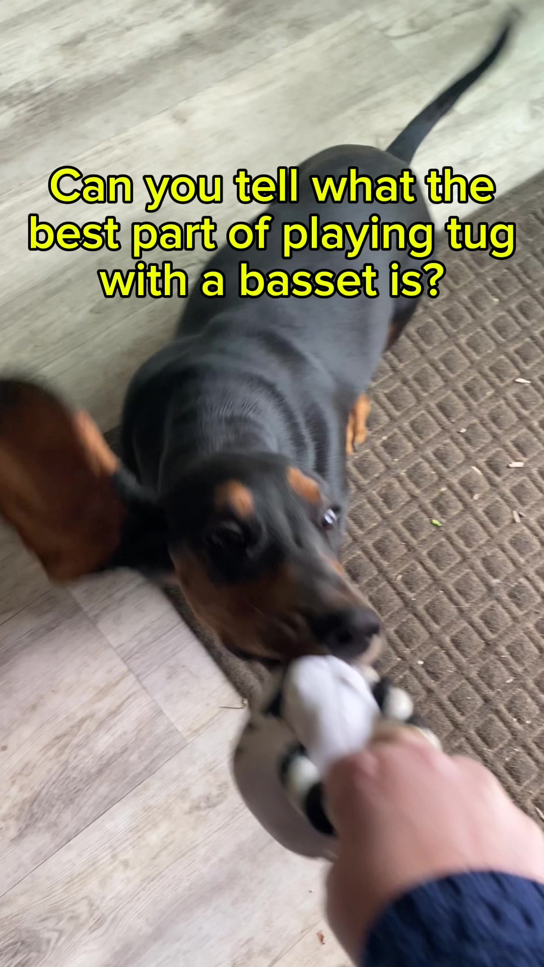 @ruledbyhounds