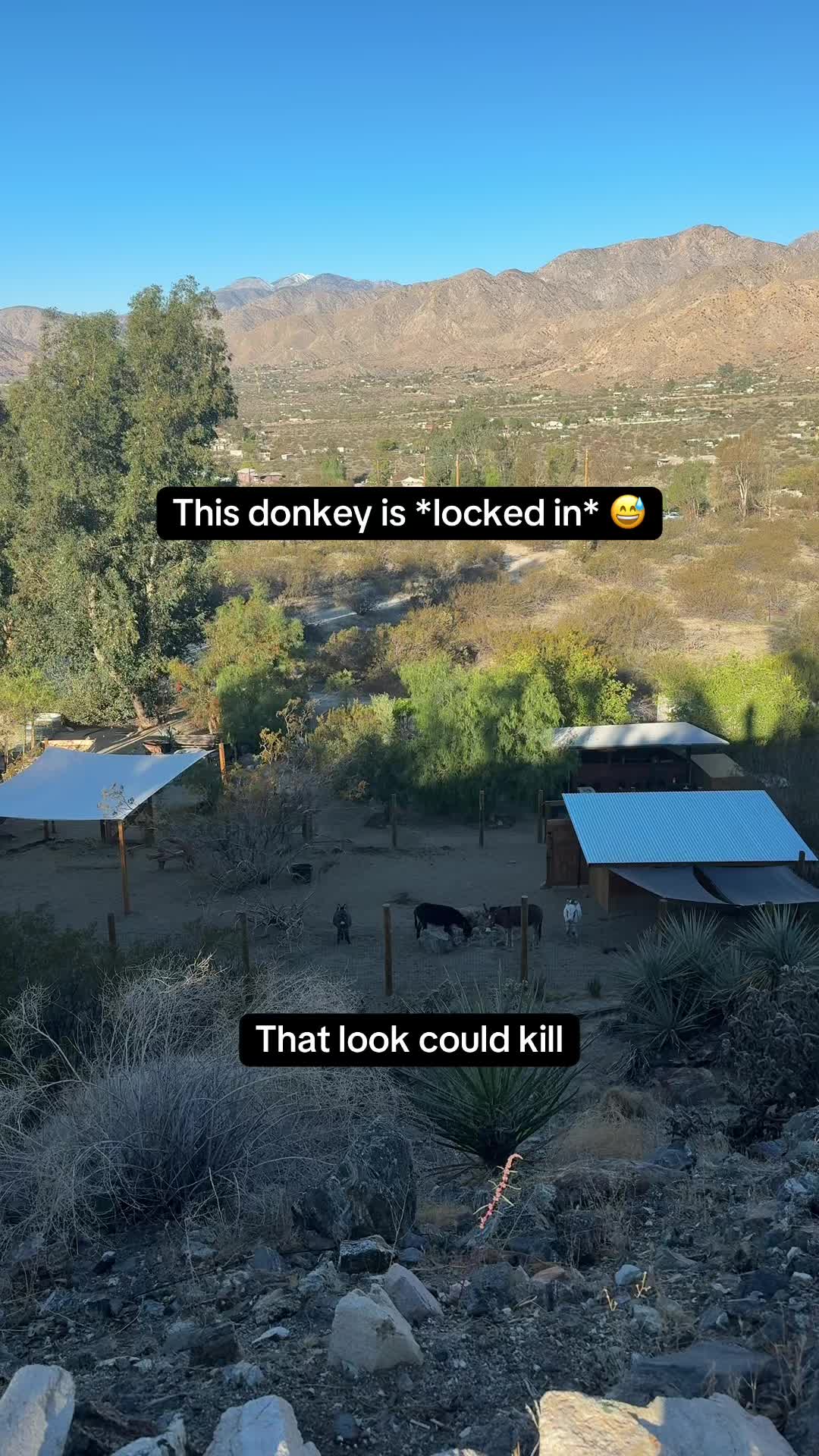 @mojaveminidonkeys