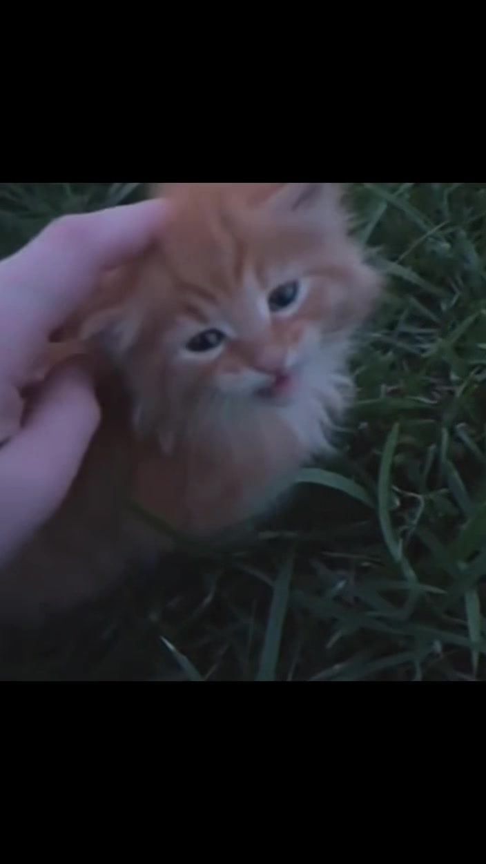@cat memes