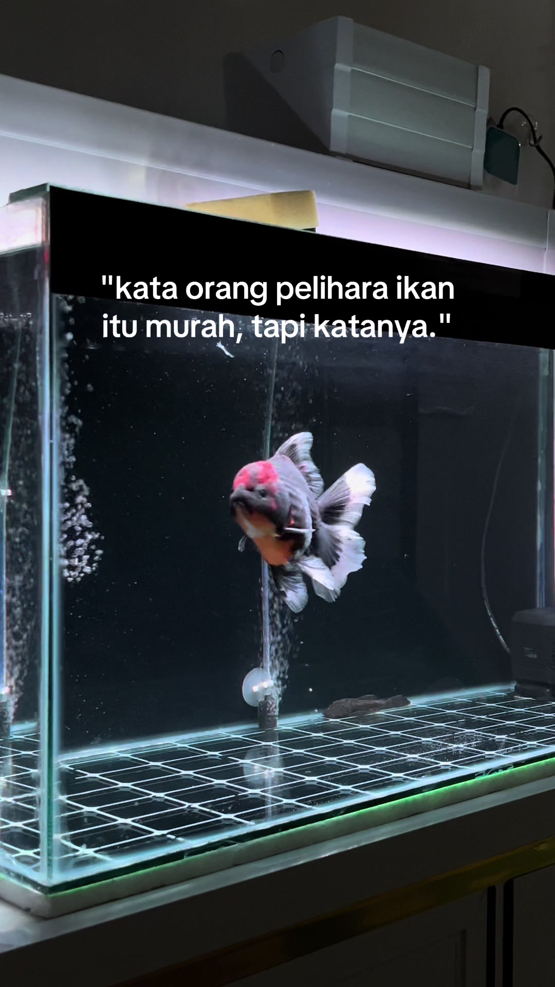 @Koko Koki