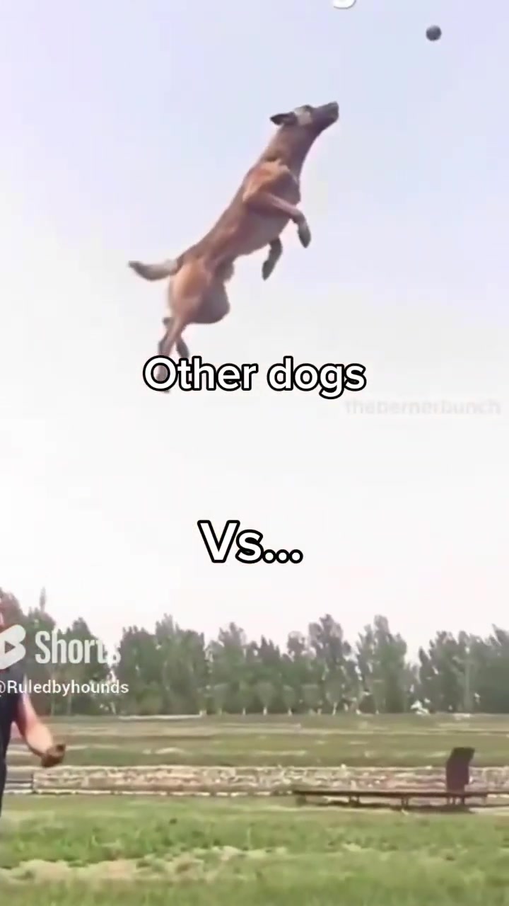 @ruledbyhounds