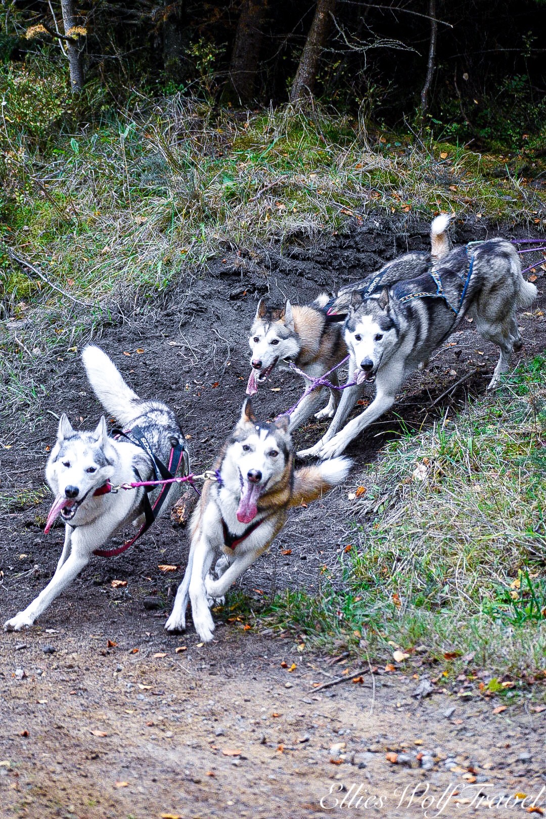 @Ellie&rsquo;s Wolf Travel 🐺