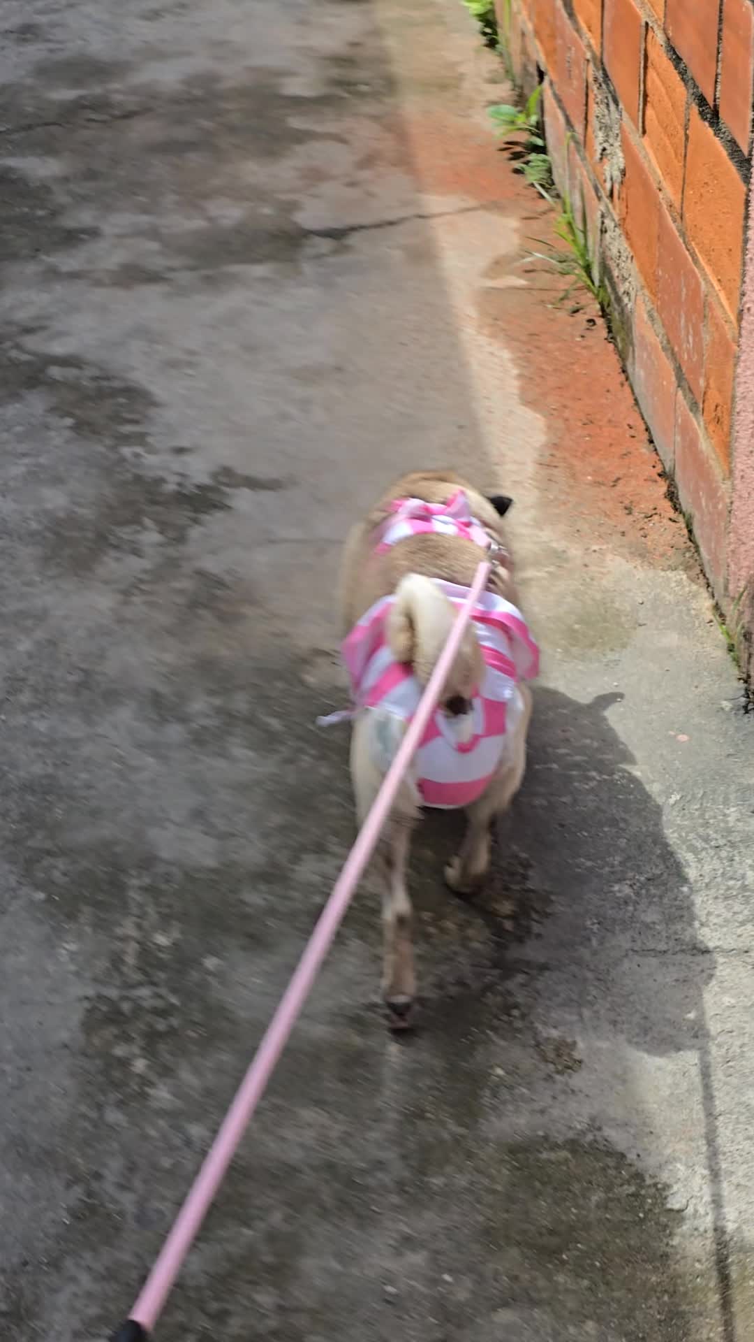 @Lizzylapug🐶🌸