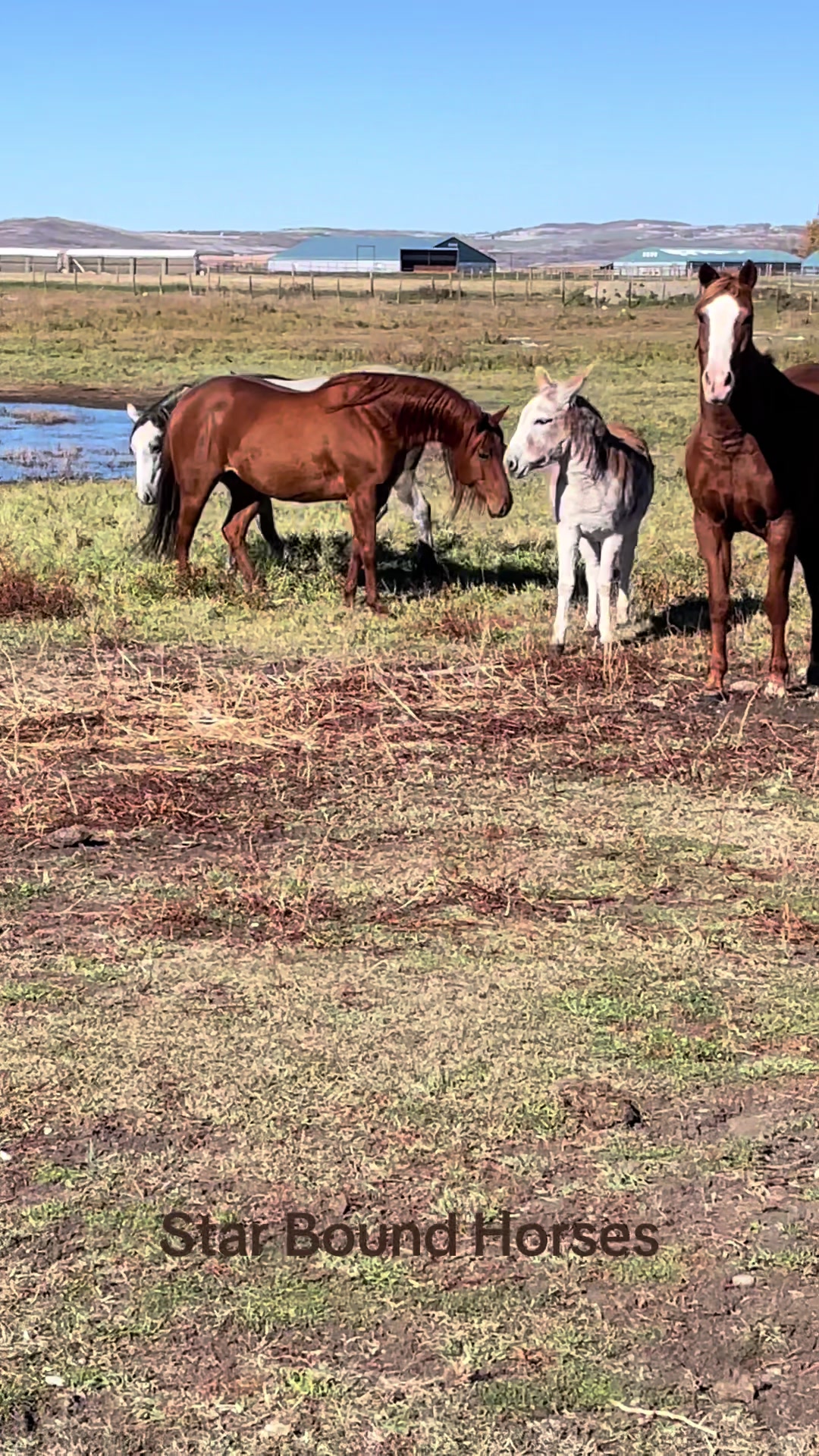 @starboundhorses