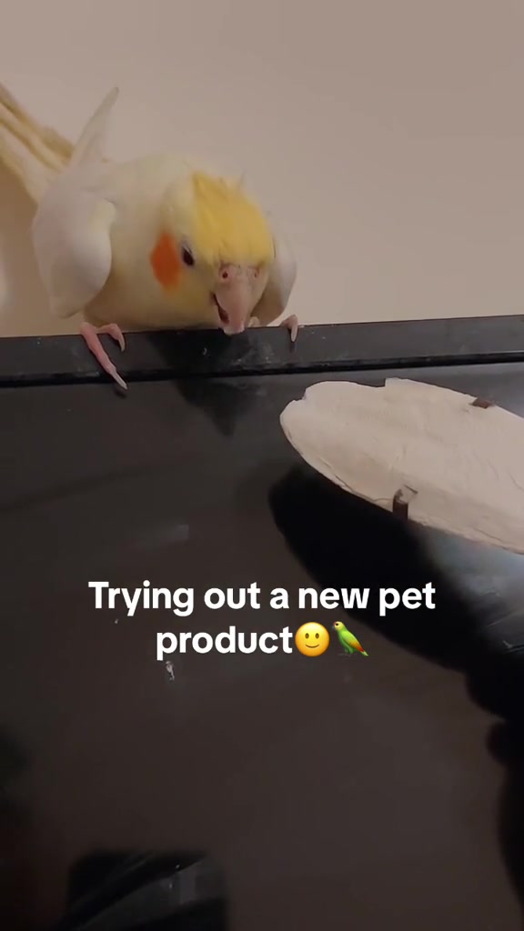 @Bixby the Budgie