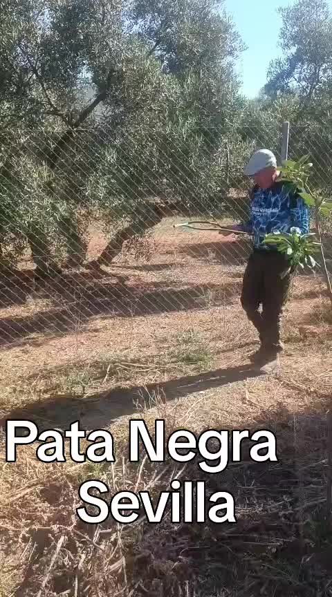 @Zahori Blas Moreno