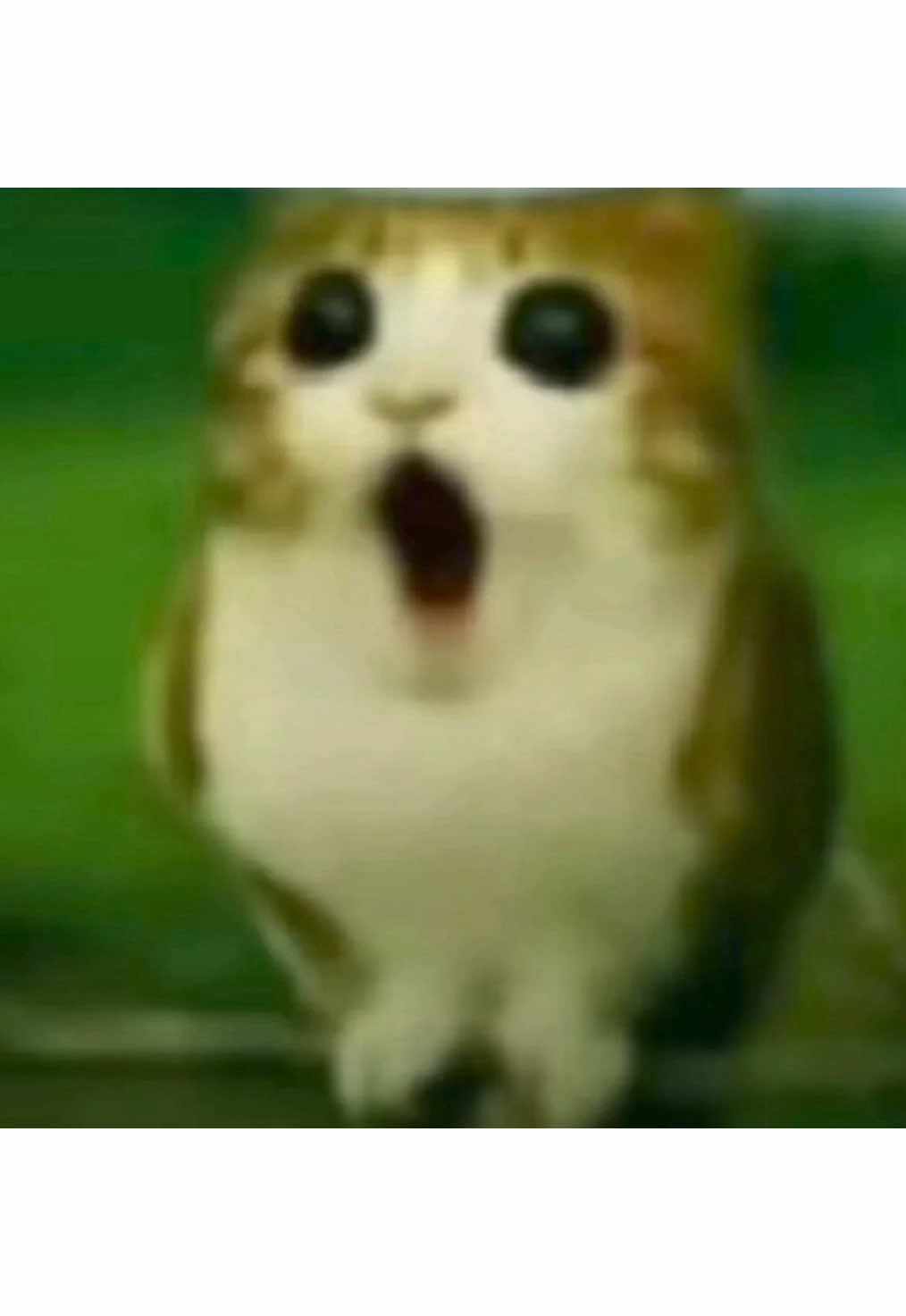 @dooki