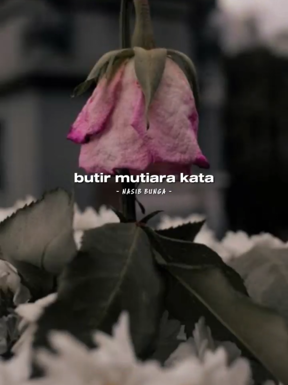 @⚘.𝐍𝐃𝐇_𝐓𝐄𝐌𝐏𝐋𝐀𝐓𝐄.⚘