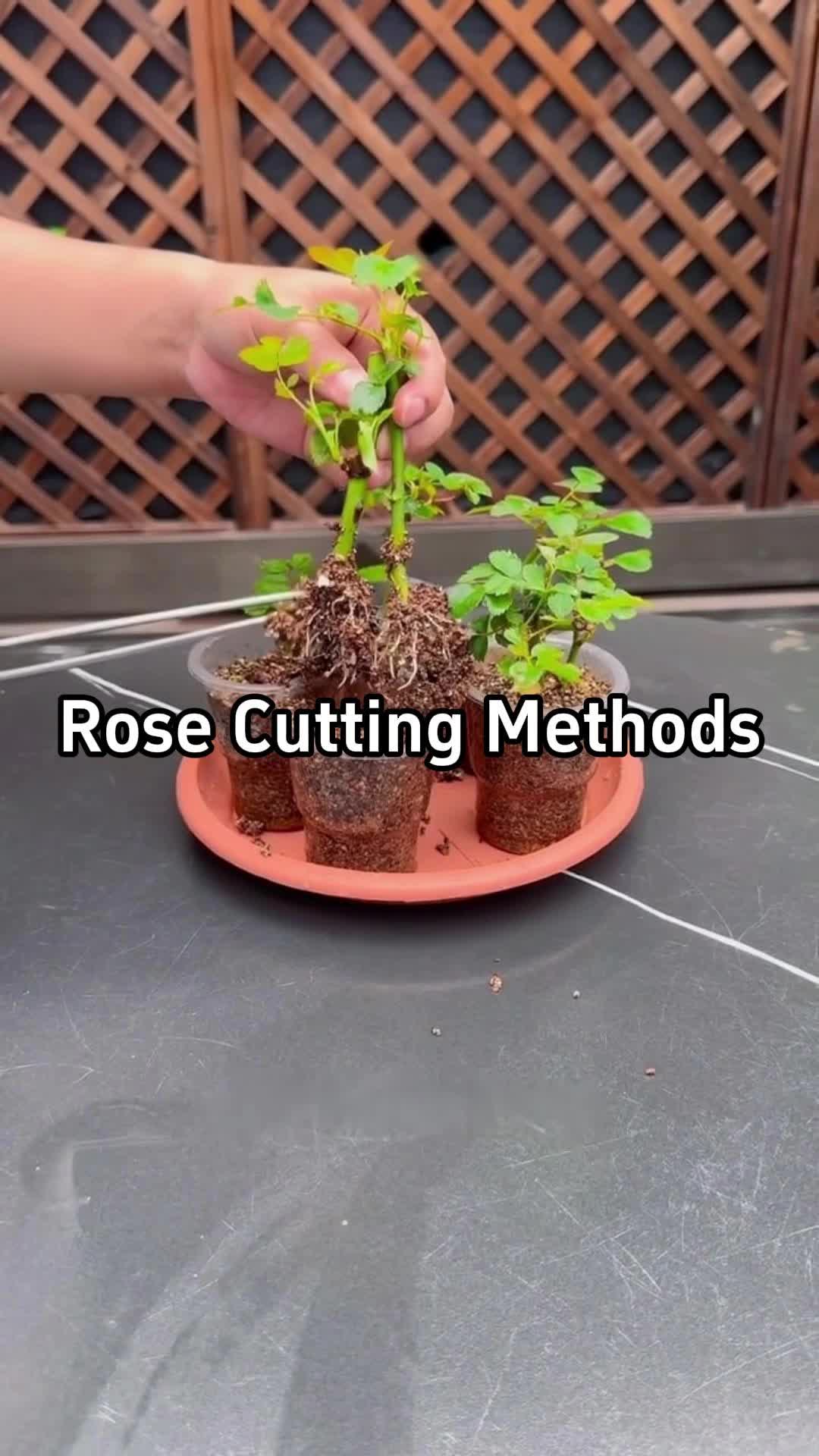 @BotanicKing