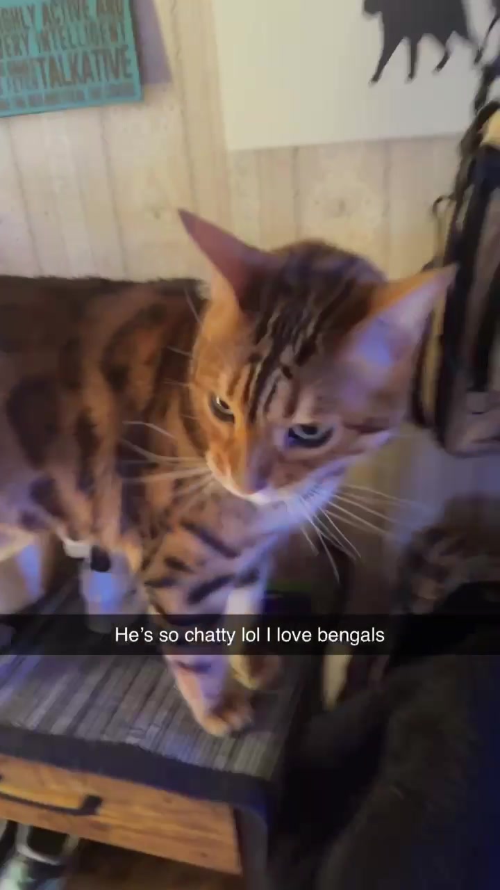 @TiggerthebrownBengal🇦🇺