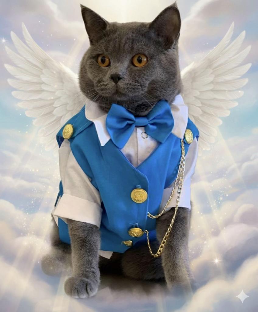 @cats_familyofficial
