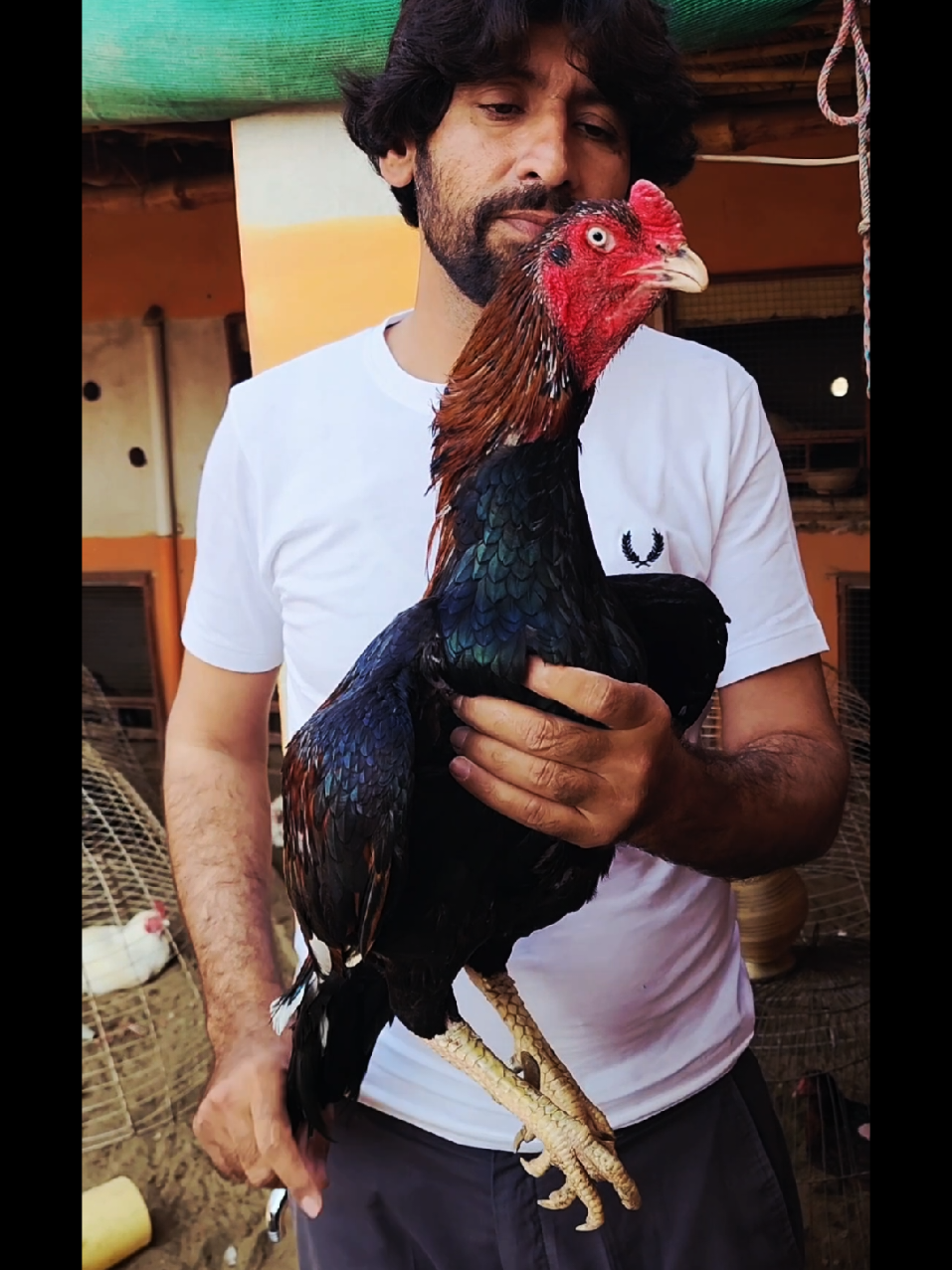 @Sajjad Aseel Farm