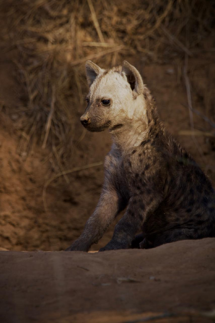@Jabulani Safari