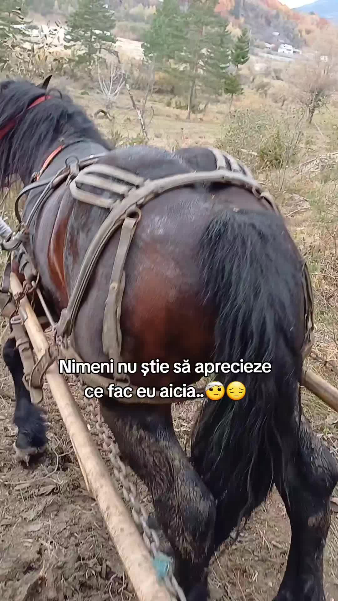 @Stelian