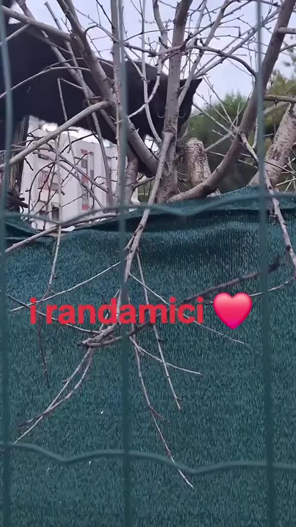 @gattopippo