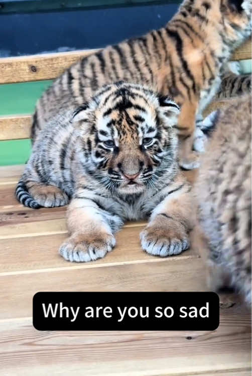 @Cute Animals 🐼