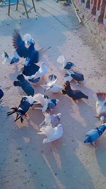@Vicky Ansari