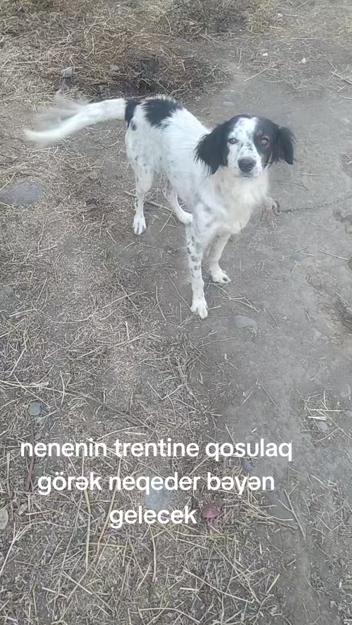 @🇦🇿 Fermer 11 🇹🇷