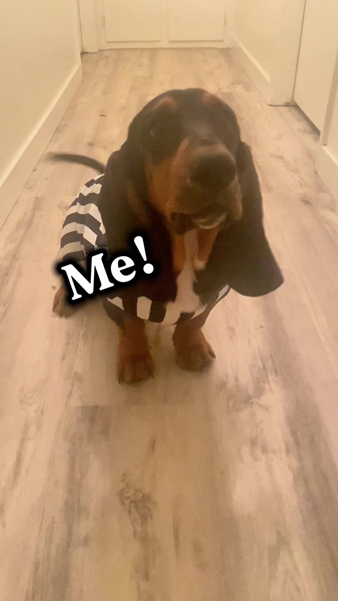 @ruledbyhounds