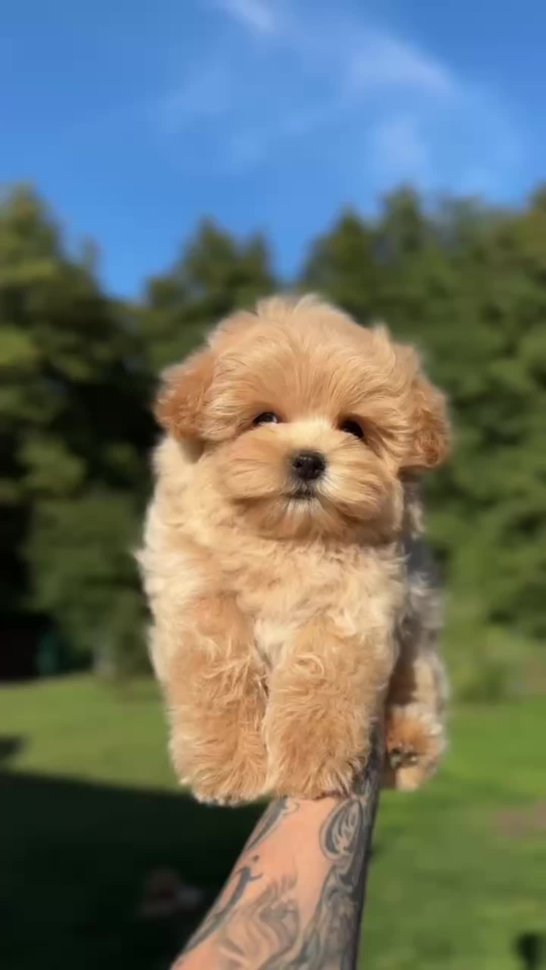 @kate_pomeranianl