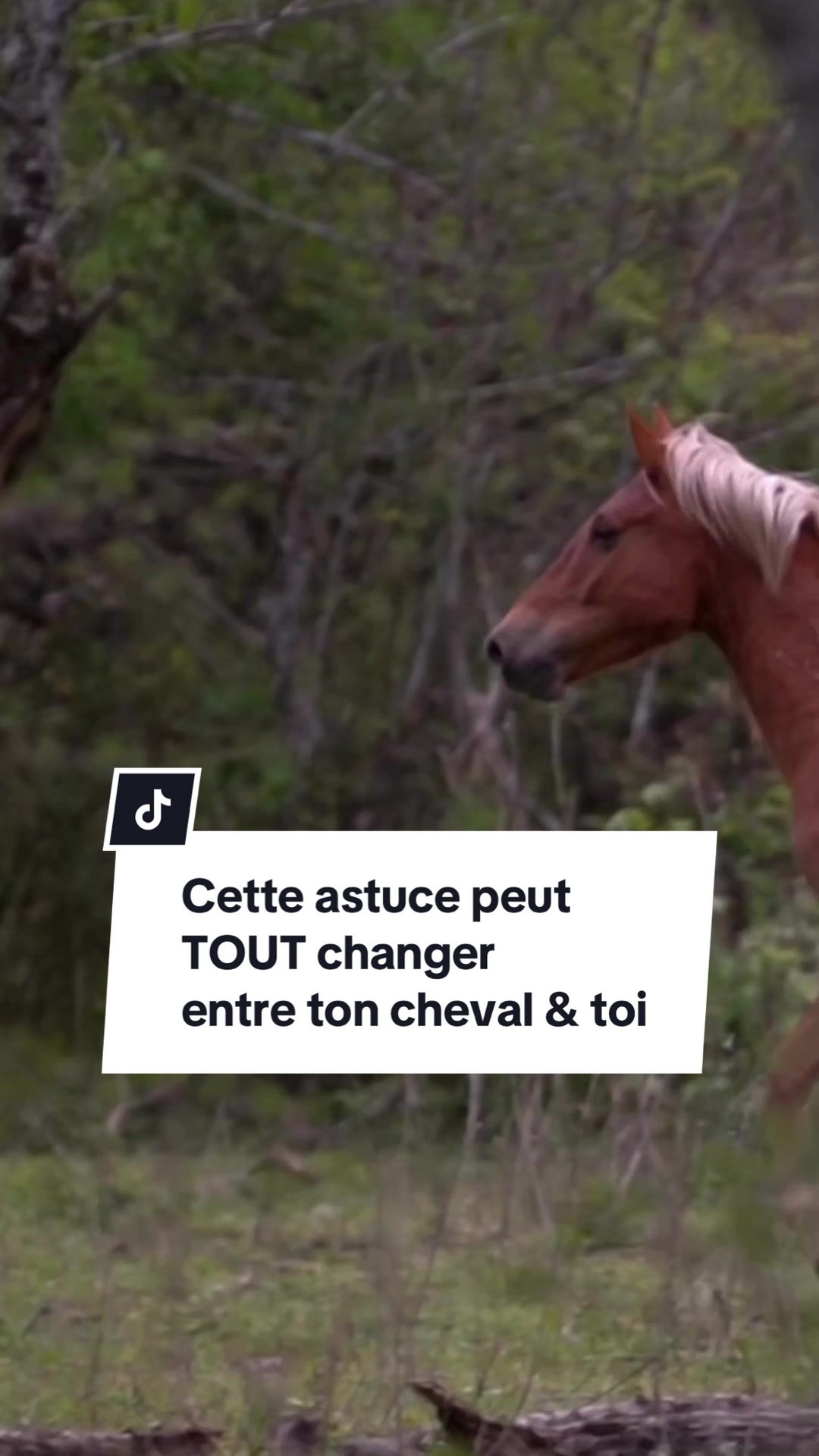 @Horsewoman Trip