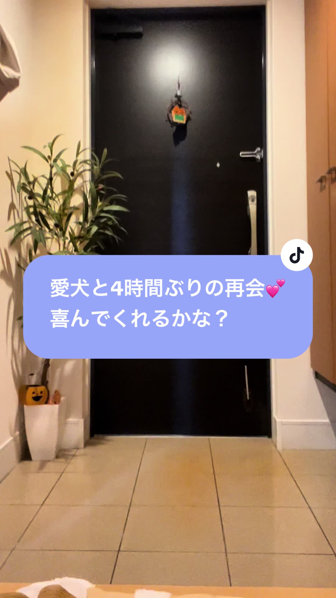 @柴犬はな🐾