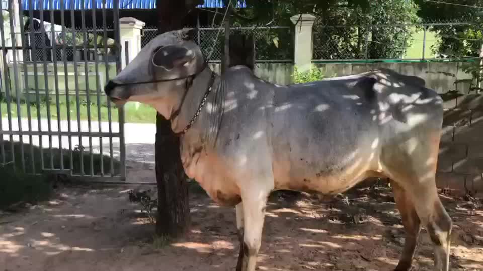 @Bro Yuth 🐂🤍