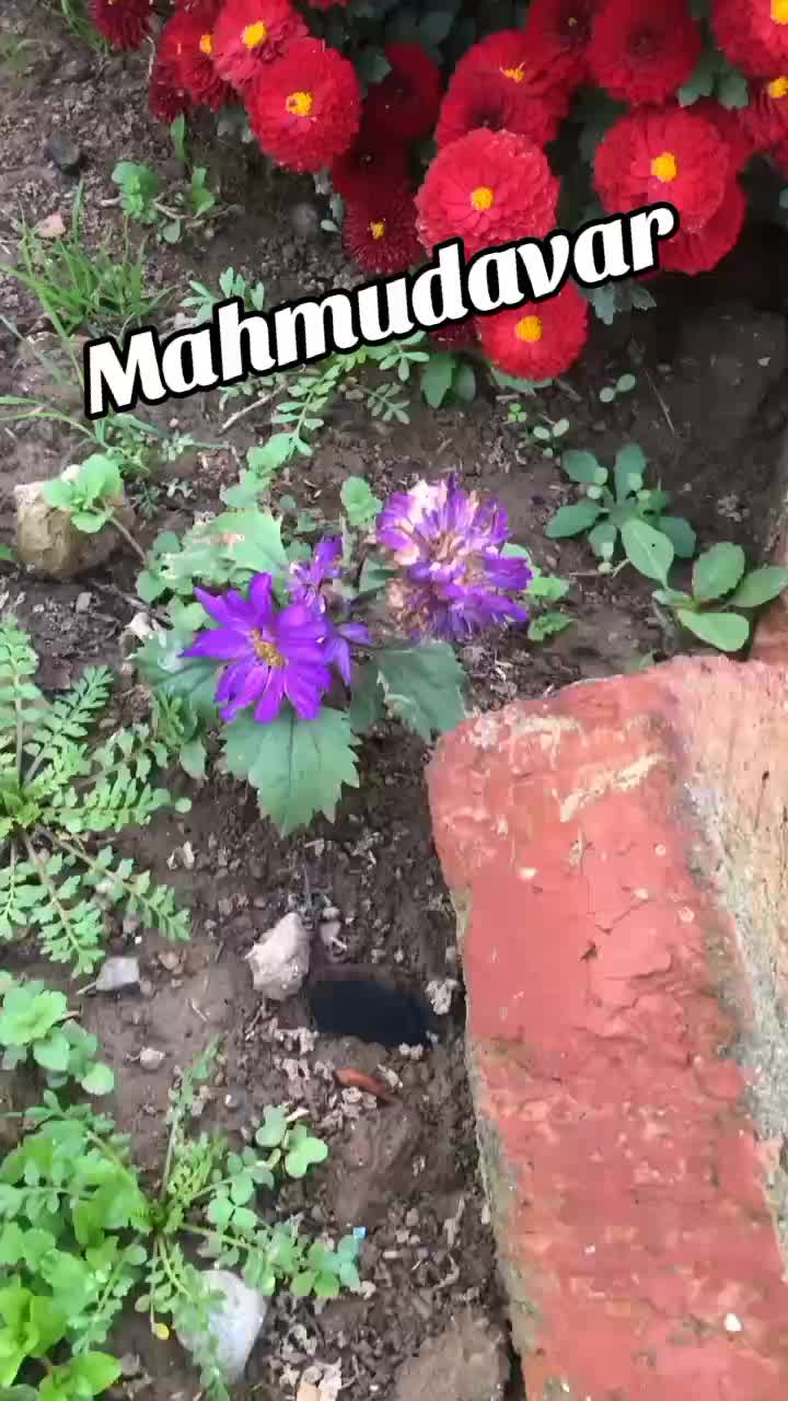 @hər g&uuml;n&uuml;m&uuml;zə ş&uuml;k&uuml;r