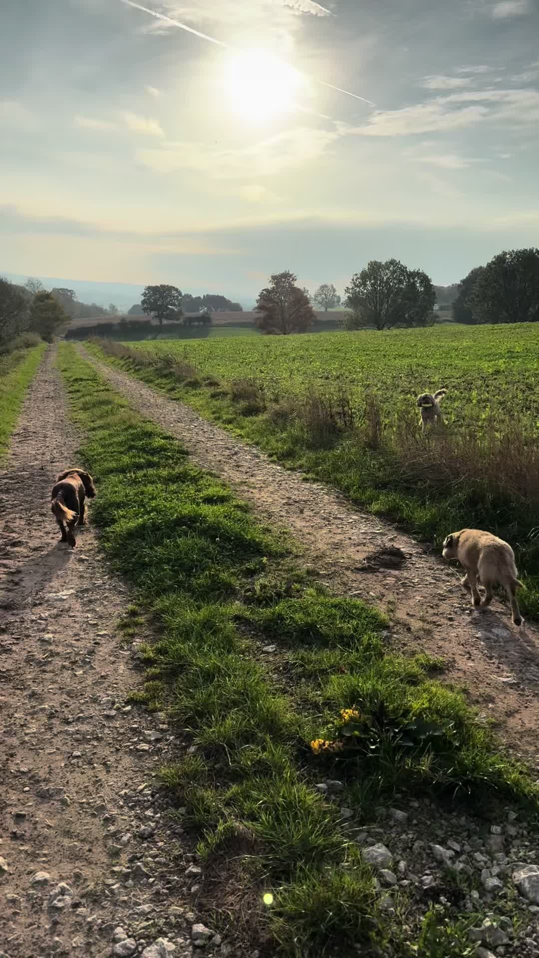 @Emma&rsquo;s Dog Walking