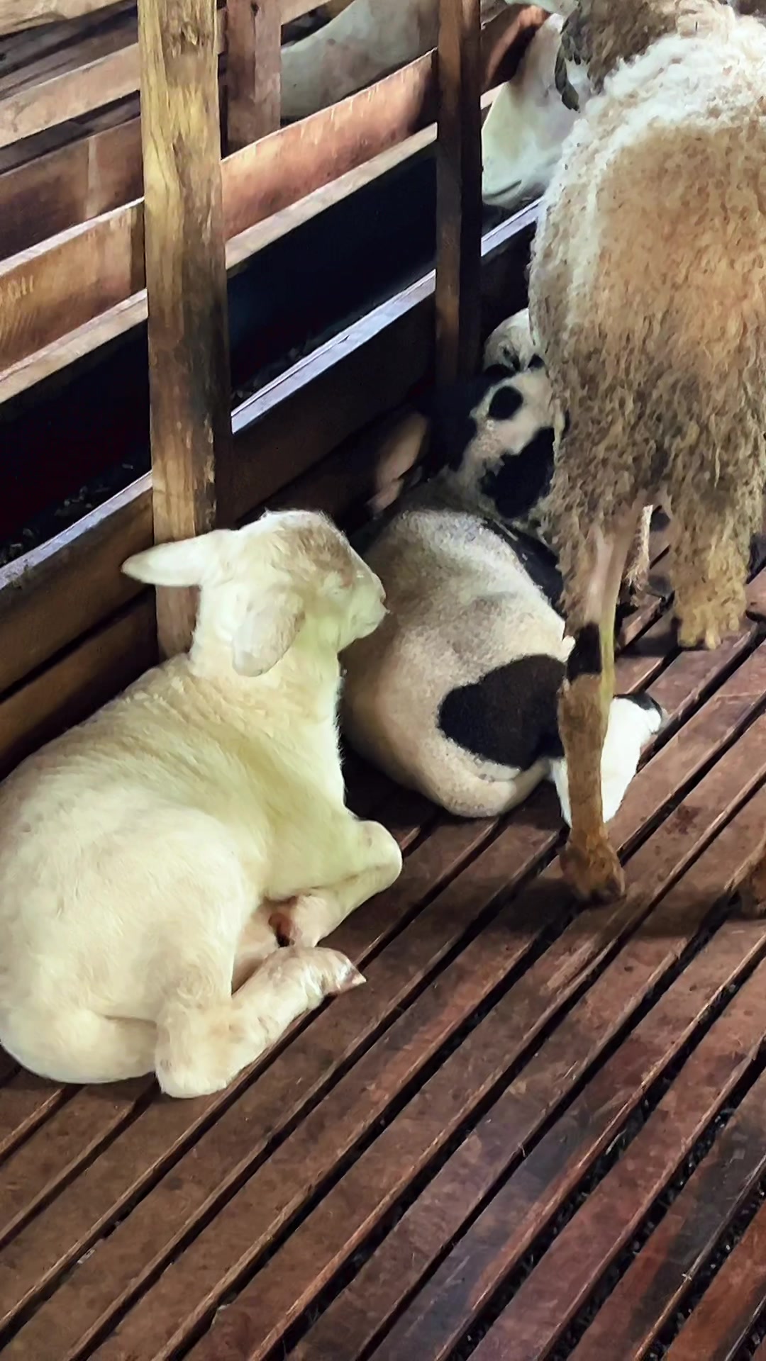 @DhanniaFarm