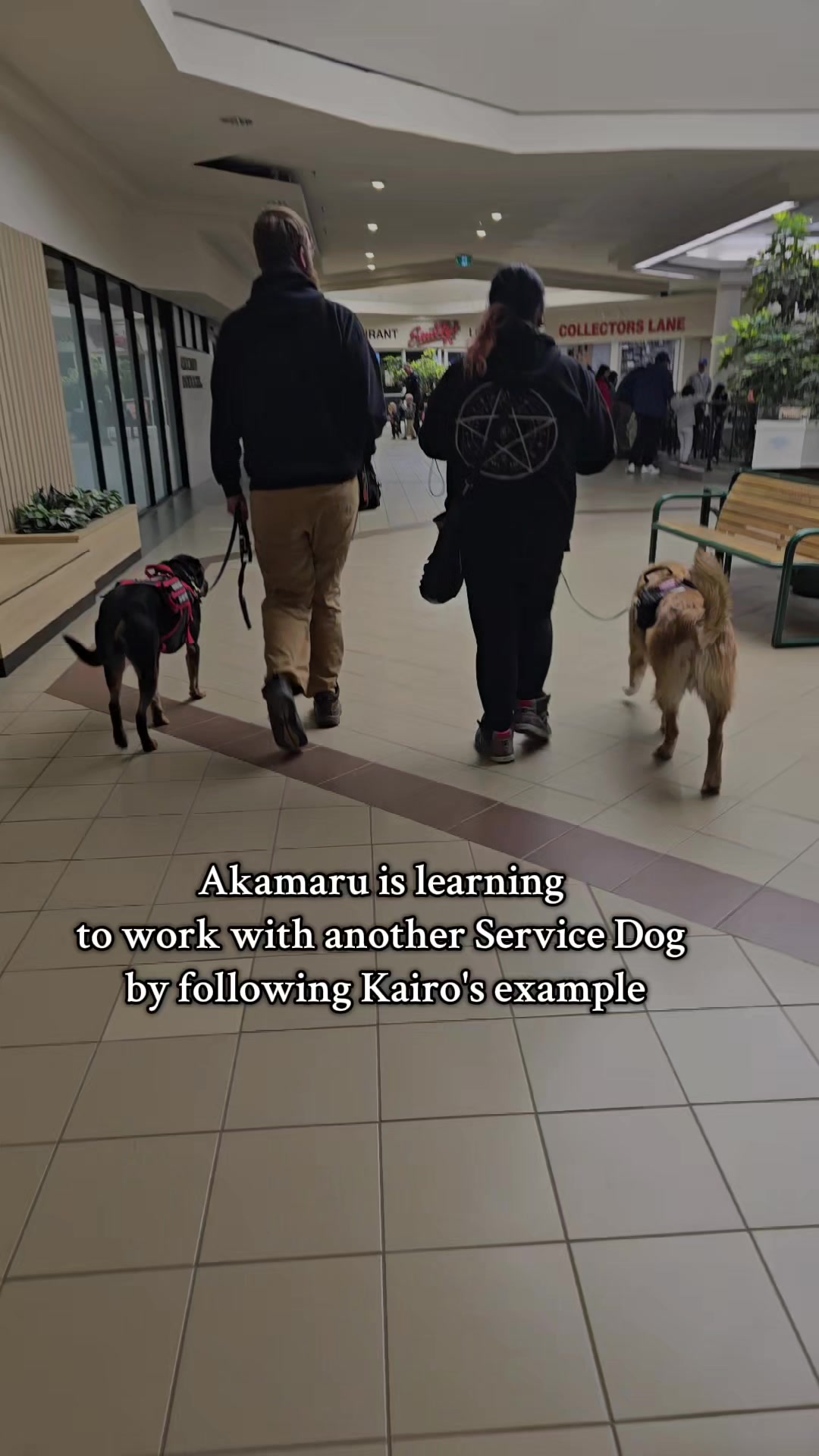 @Kairo's K9s Training 🇨🇦