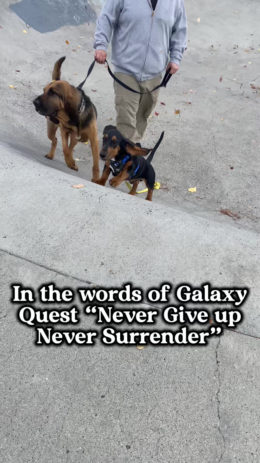 @ruledbyhounds
