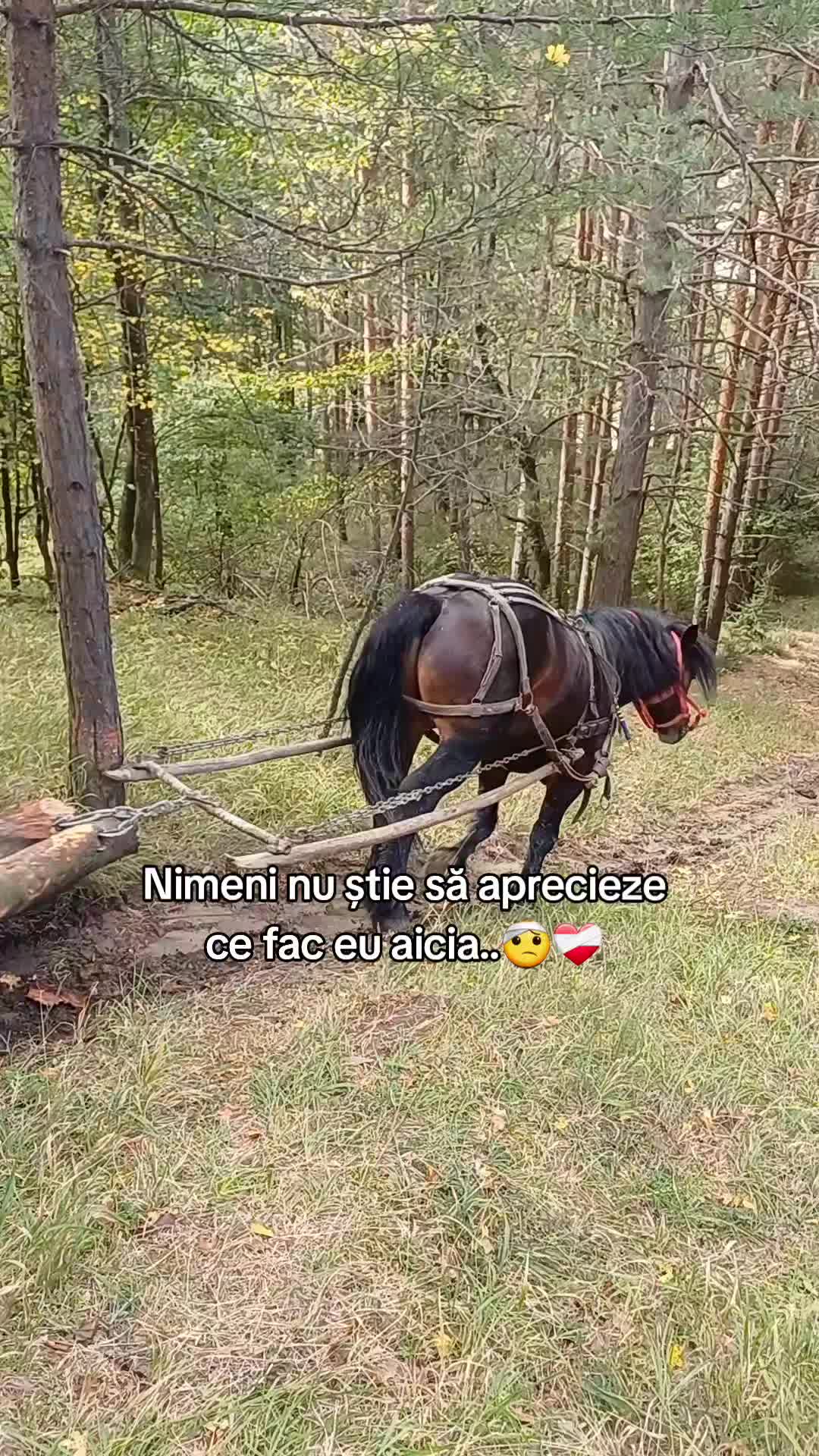 @Stelian