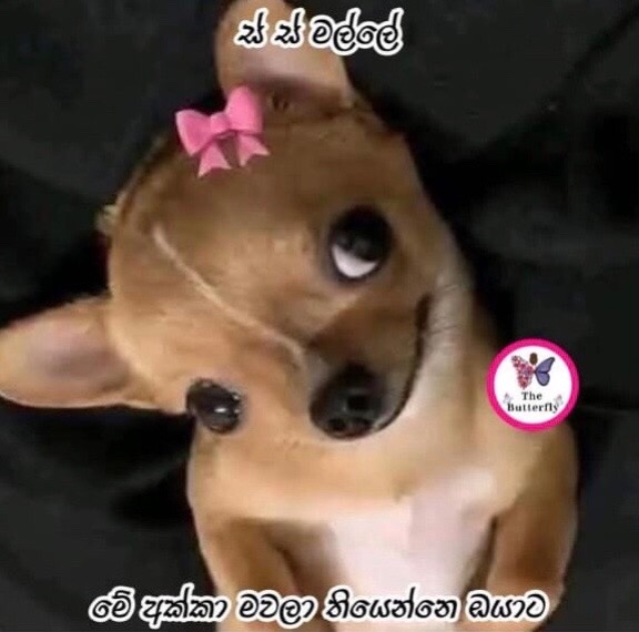 @Saweena_Lenard