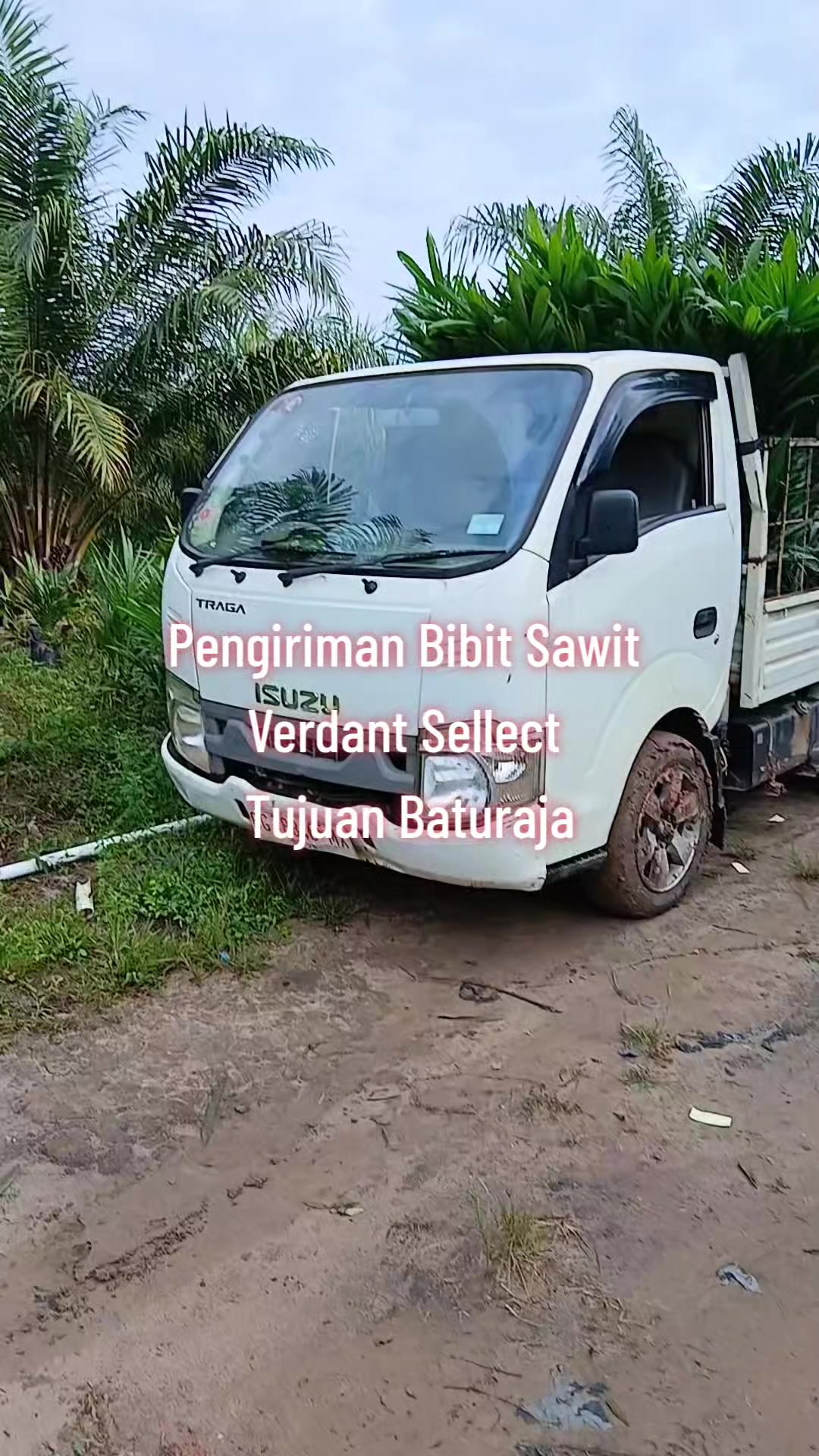 @BOS SAWIT