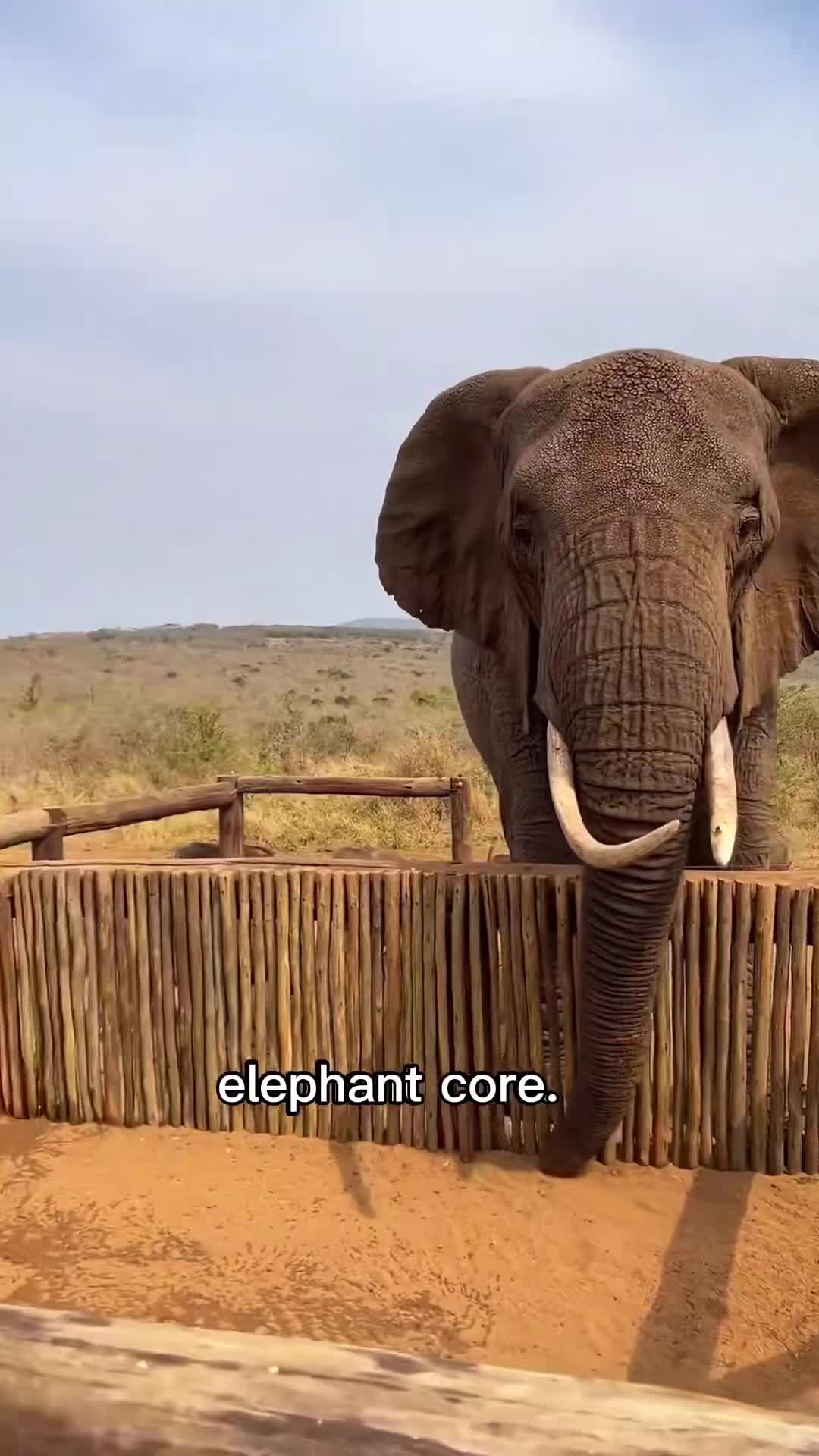 @Animal tok 🐅🦁🦊