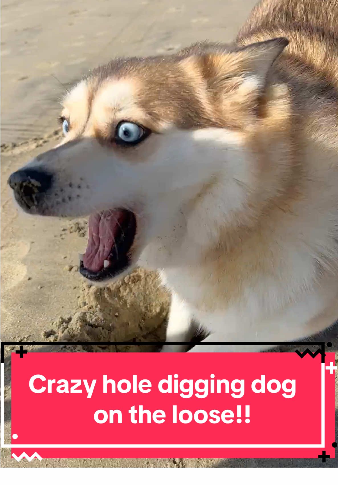 @Ruby the Pomsky