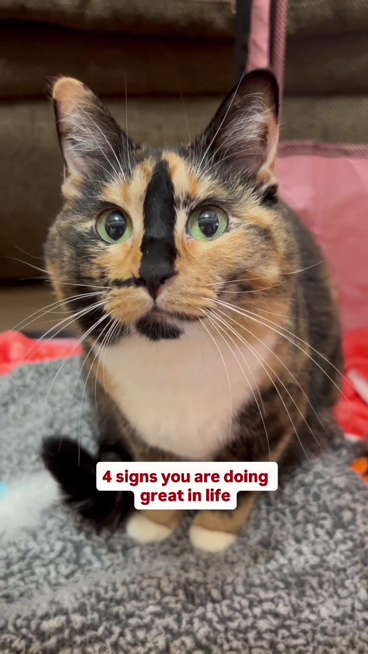 @SnickersTheSmilingCat