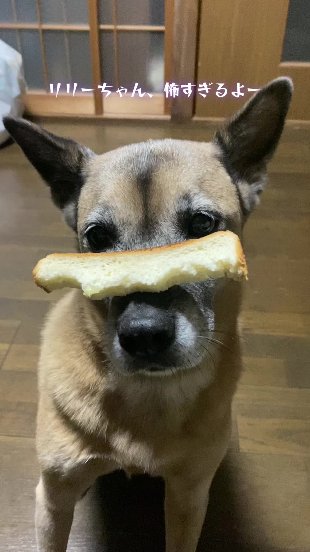 @島犬リリーのtikdog