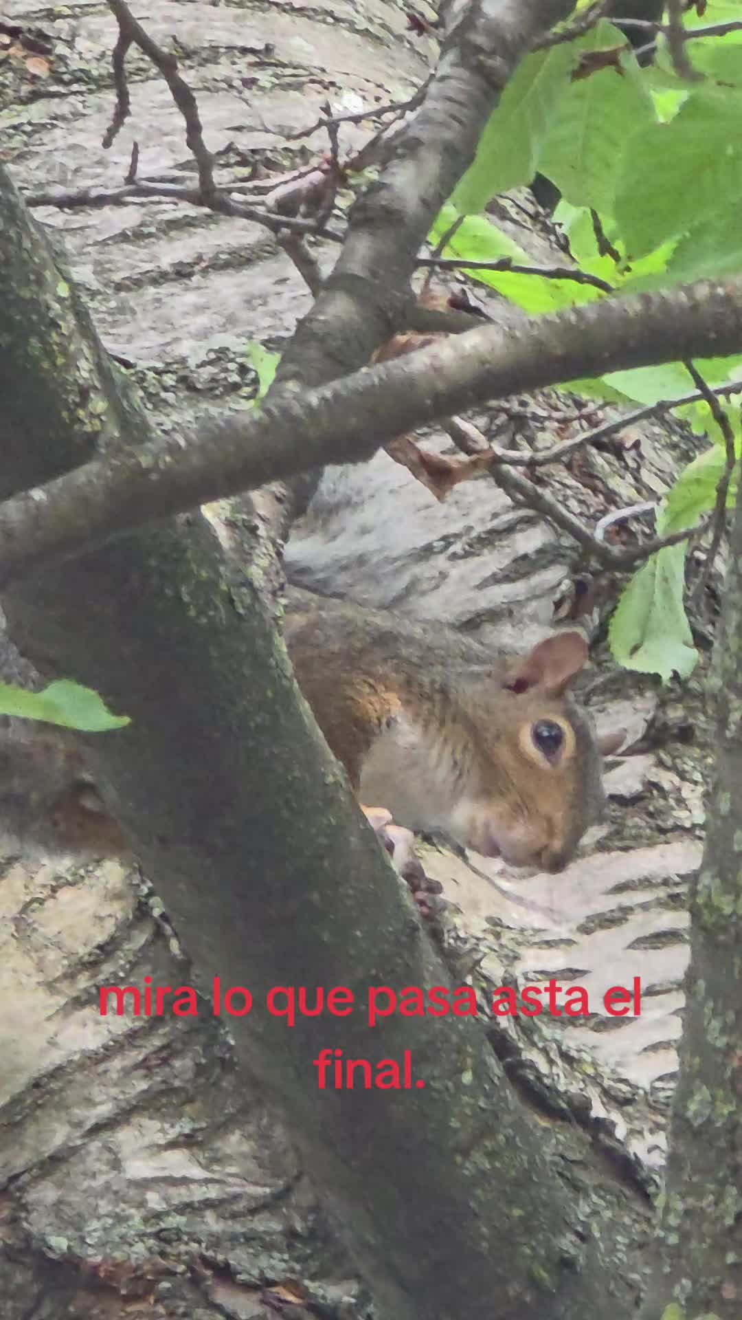 @ruma